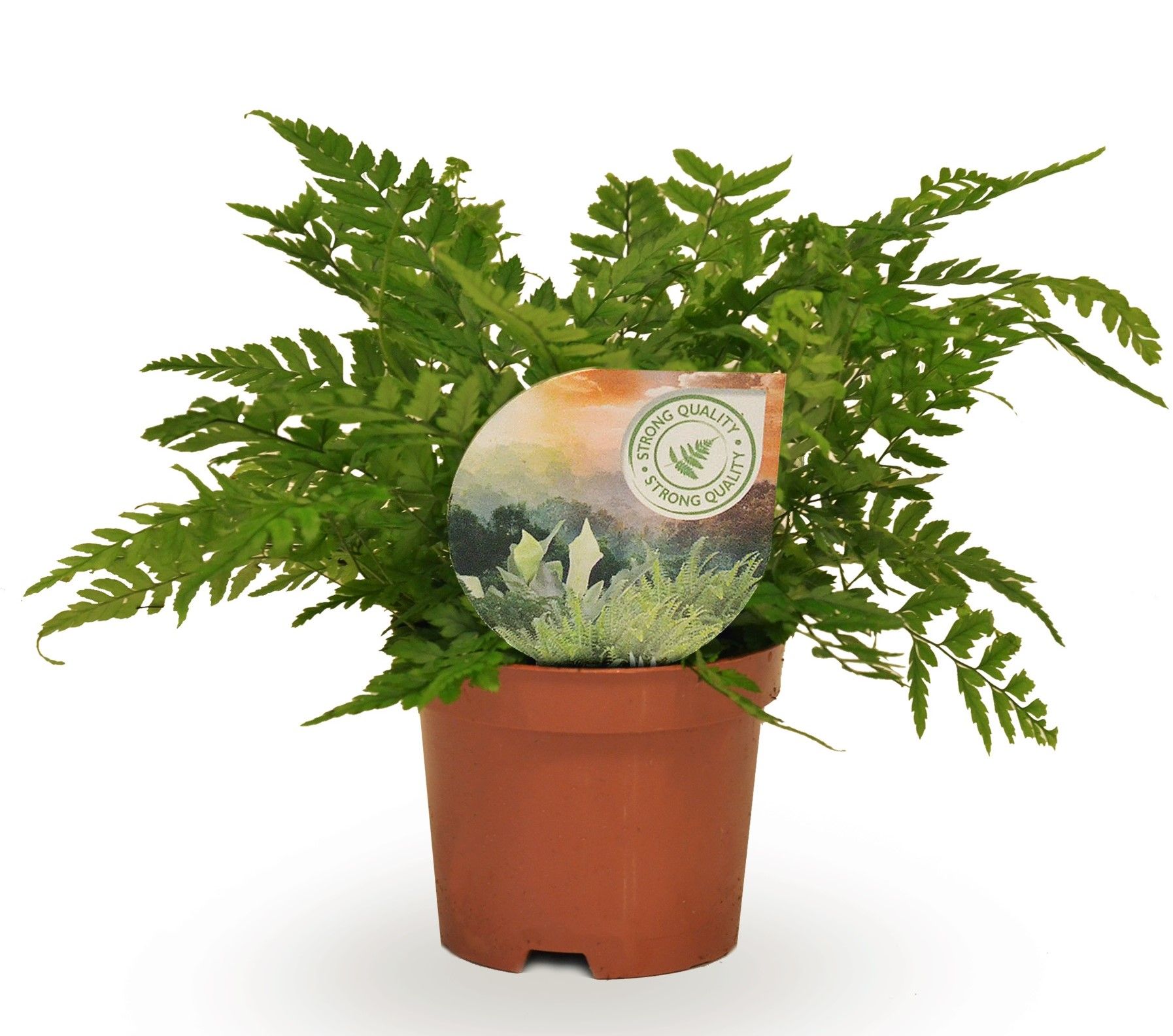 Polystichum tsussimense / Athyrium, D 9