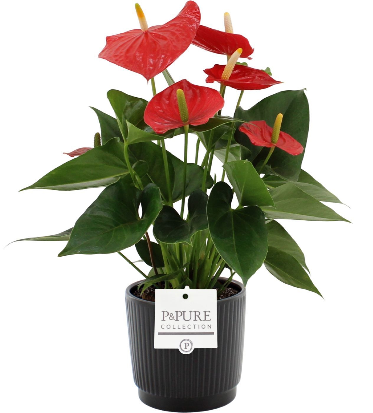 Anthurium Esudo in Pure Liv ceramics, D 12