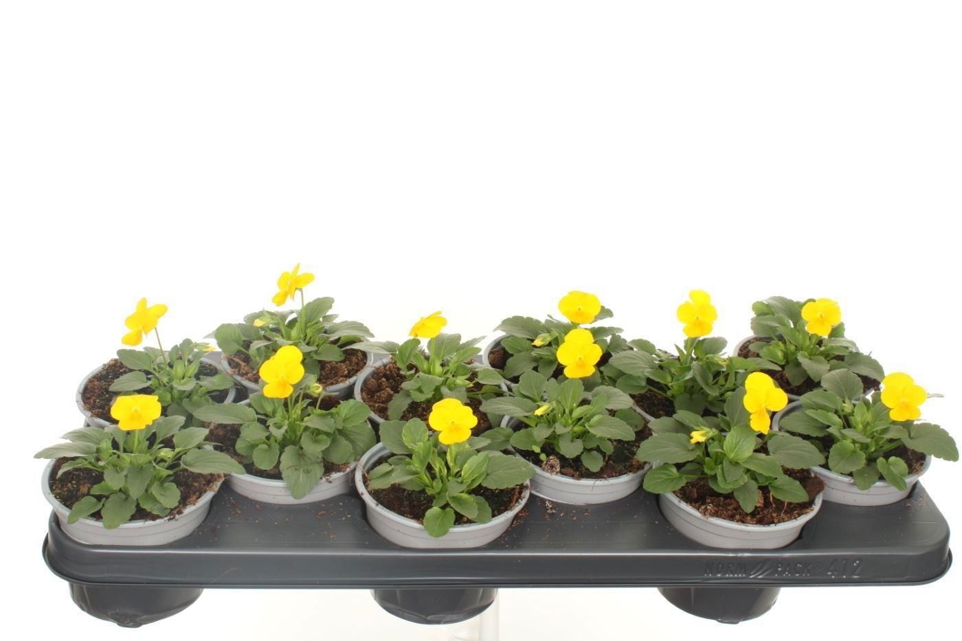 Viola cornuta Deltini Yellow, D 11 cm