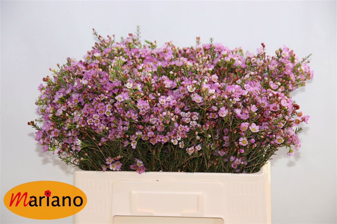 Шамелациум Ади 50 (роз.), шт.