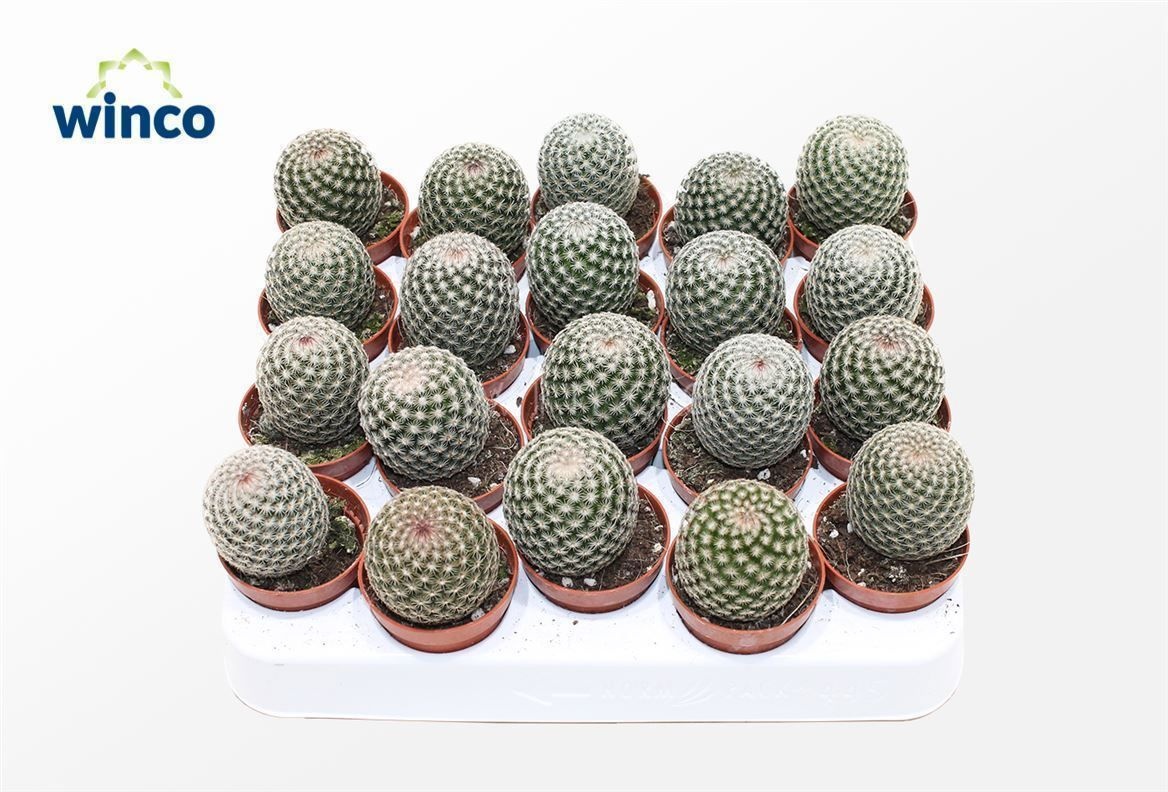 Mammillaria Matudae, D 5,5