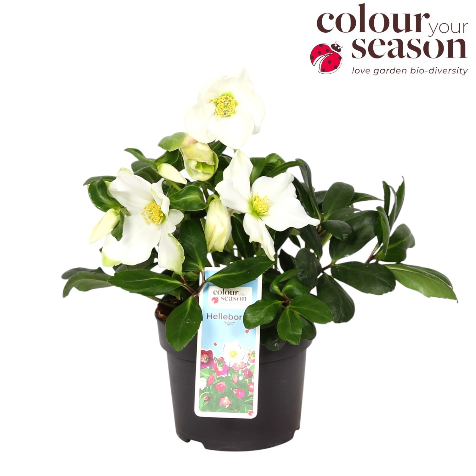 Helleborus Niger Advent Star P13, D 13 cm