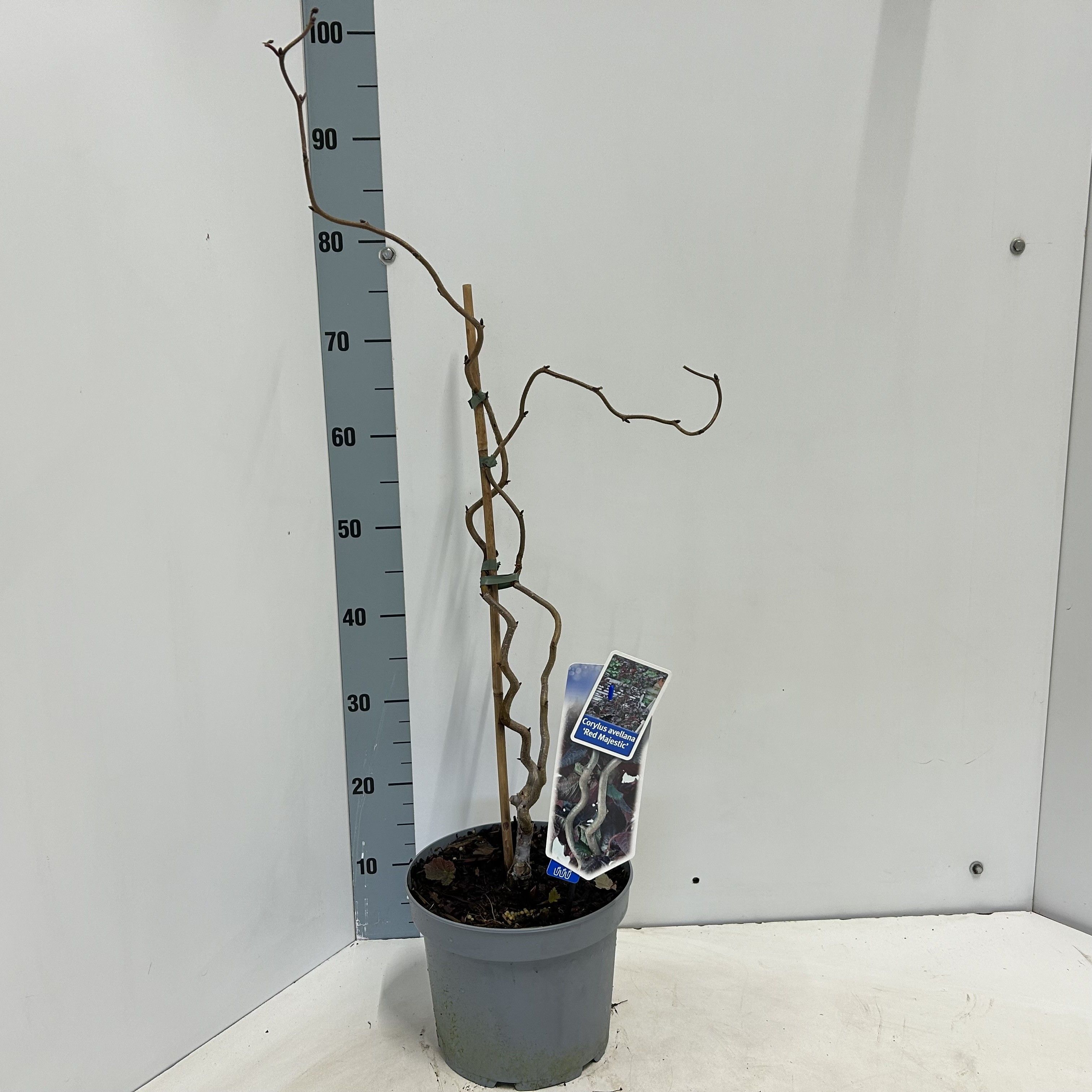 Corylus avellana 'Red Majestic', D 23