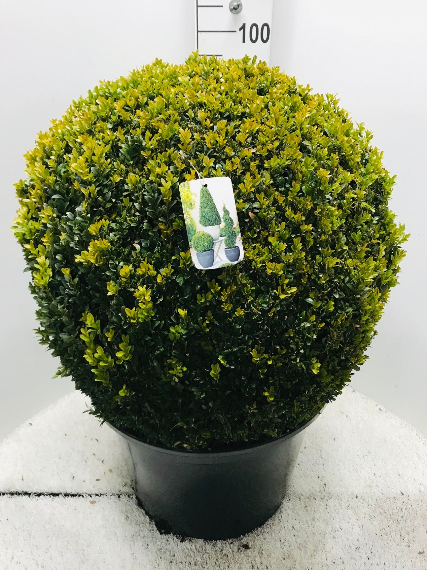 Buxus semp. Bol 75-80 cm c40/p50, D 50 cm