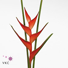 Геликония Тропикал (оранж.) x10, шт.