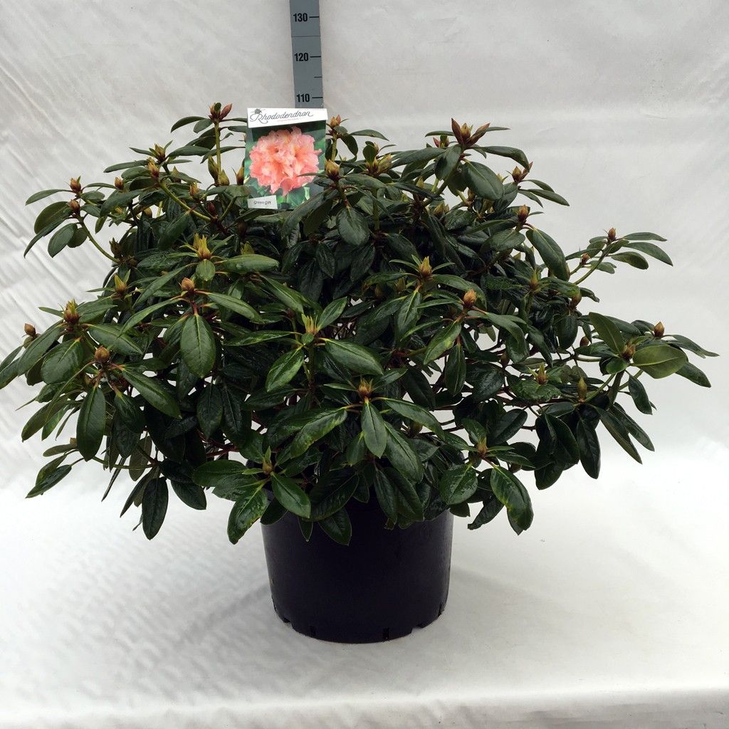 Rhodo. 'Virginia Richards' salmon, D 45