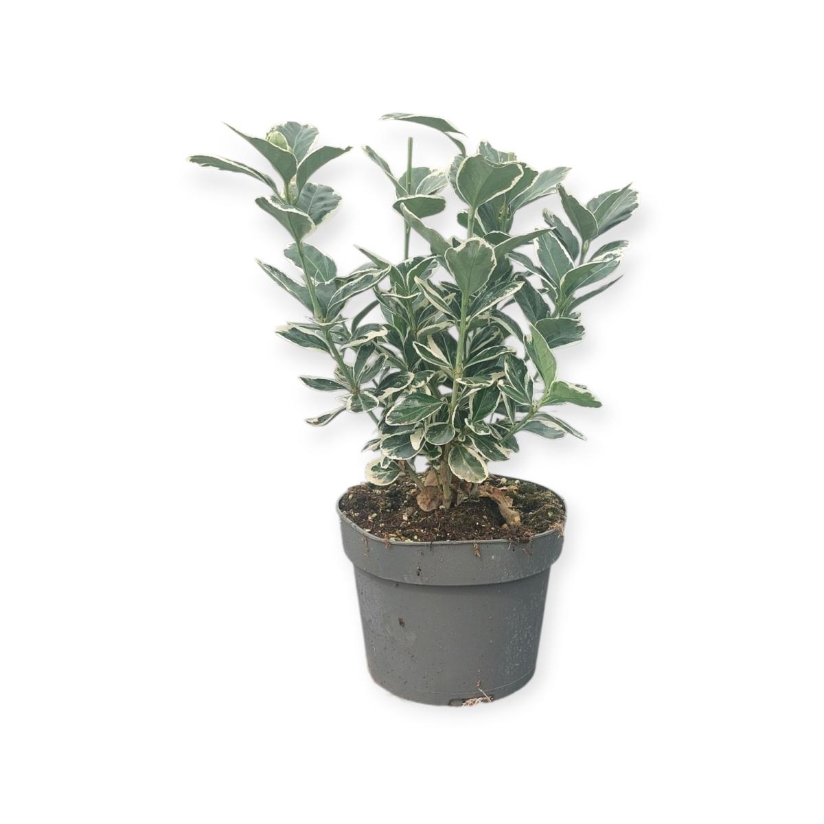 Euonymus jap. 'Kathy', D 17