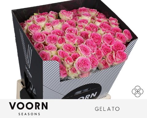 Роза куст. Джелато 70, шт.