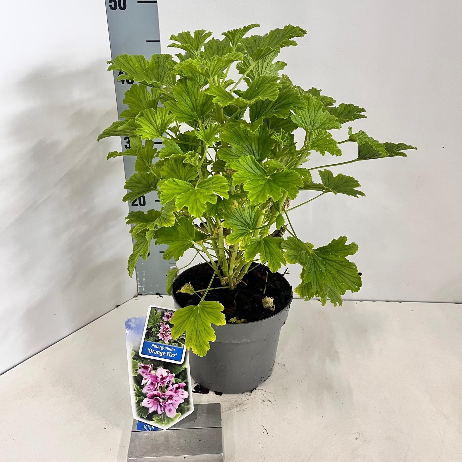 Geranium 'Orange Fizz', D 17 cm