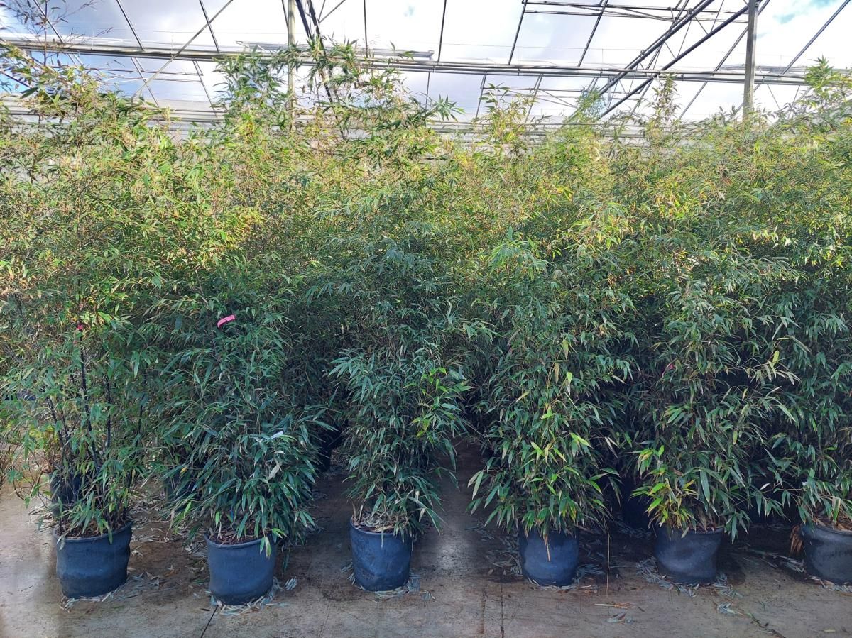 Phyllostachys nigra, D 32