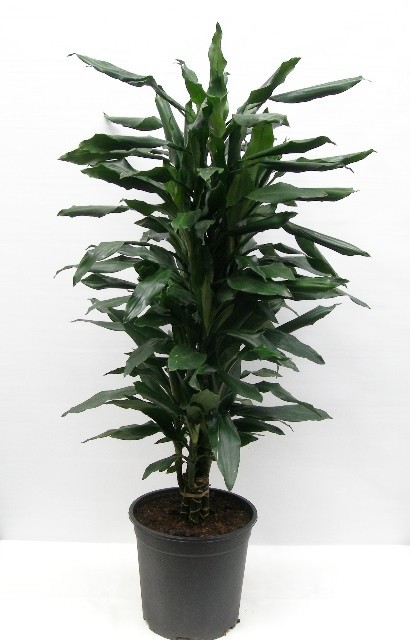 DRACAENA DEREMENSIS 'LIND', D 24 cm DRACAENA DEREMENSIS 'LIND', D 24 cm