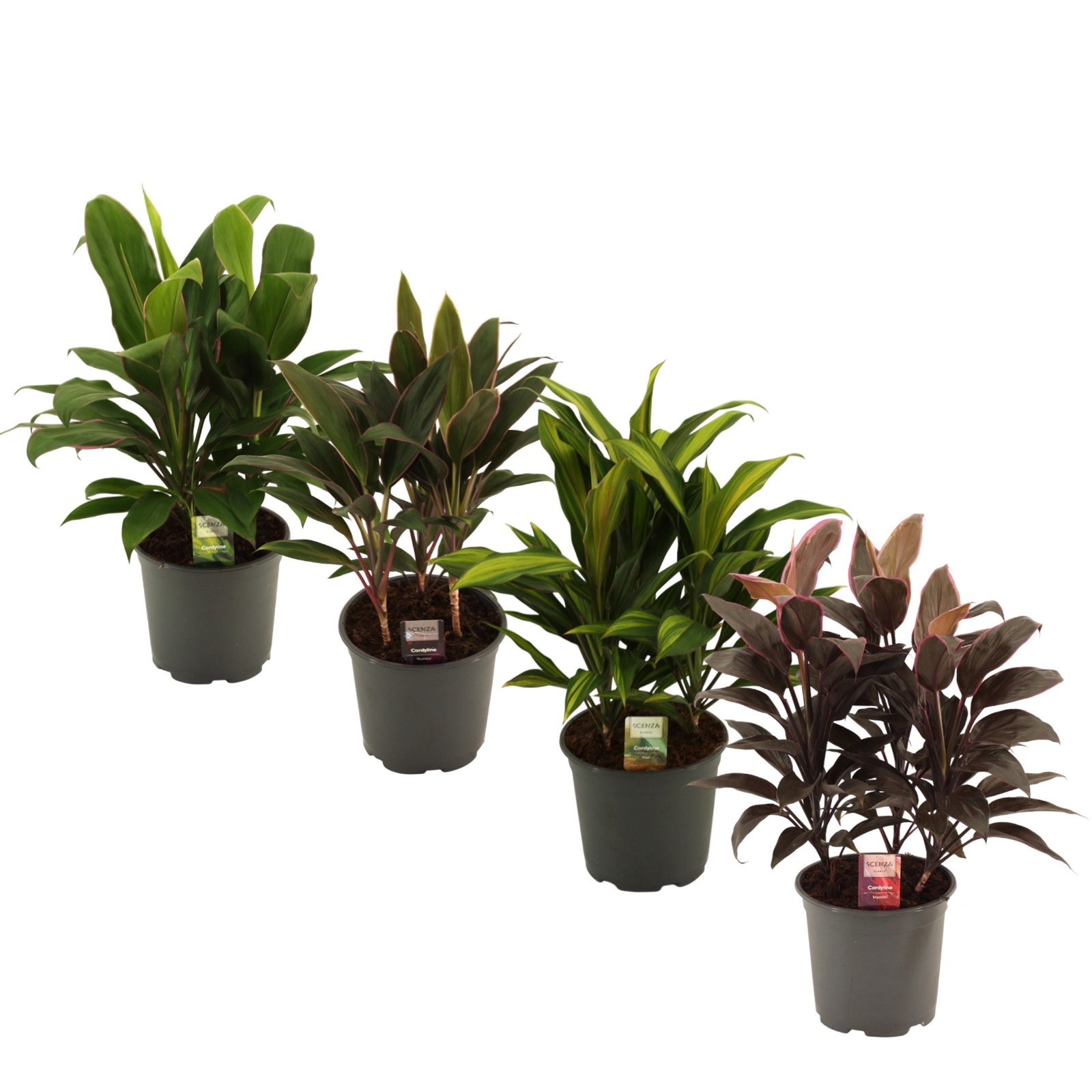 Cordyline Gemengd Toef 19 cm, D 19 cm
