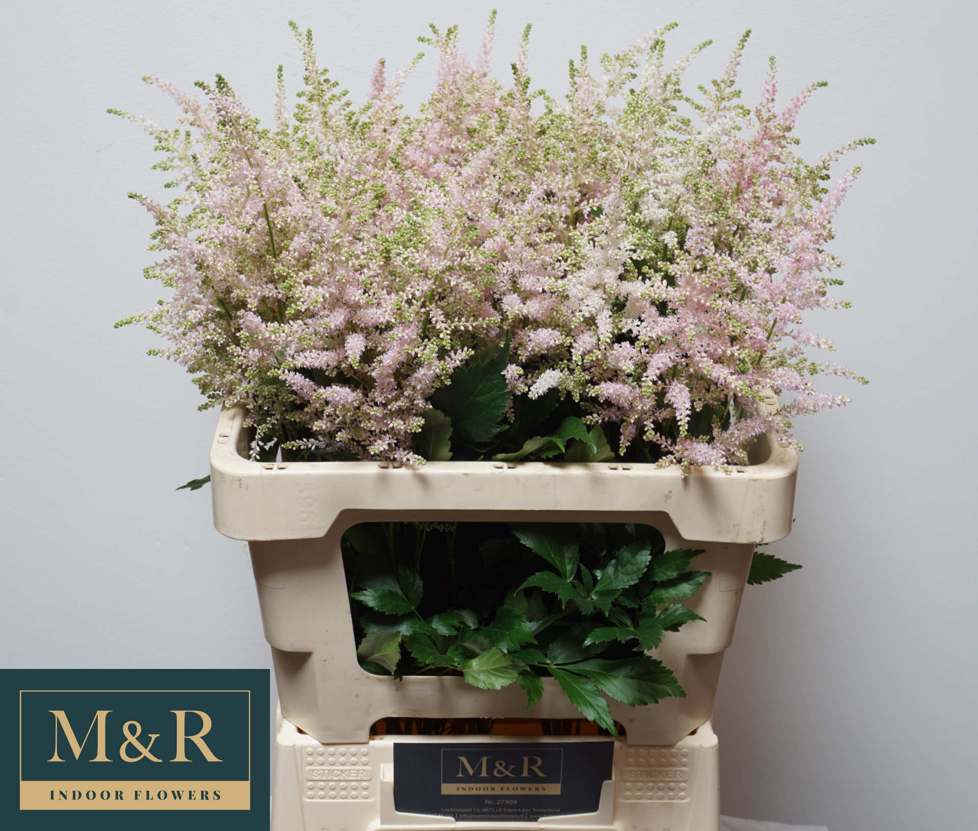 Астильба Европа 60, шт.