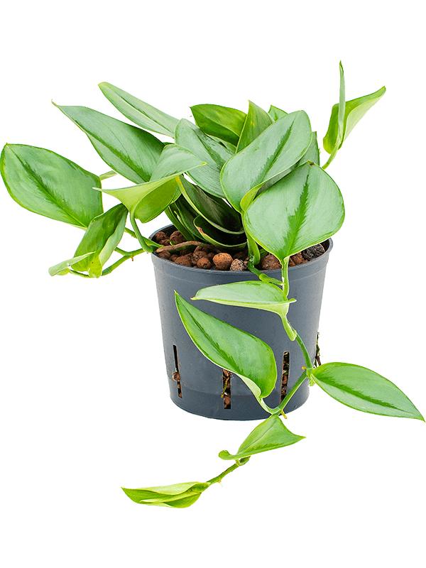 Philodendron 'Metal Green', D 13 cm