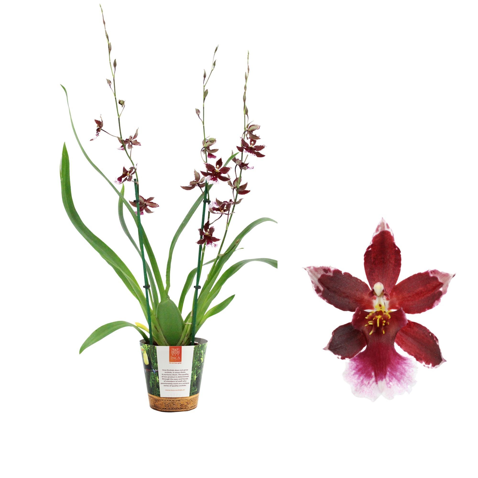 Inca Cambria Barrocco Red 3 spike in Jungle cover, D 12