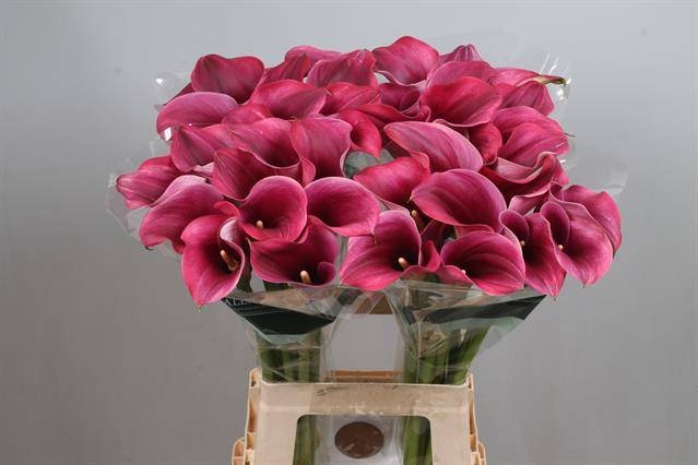 Калла Кэптен Промис 70, шт.