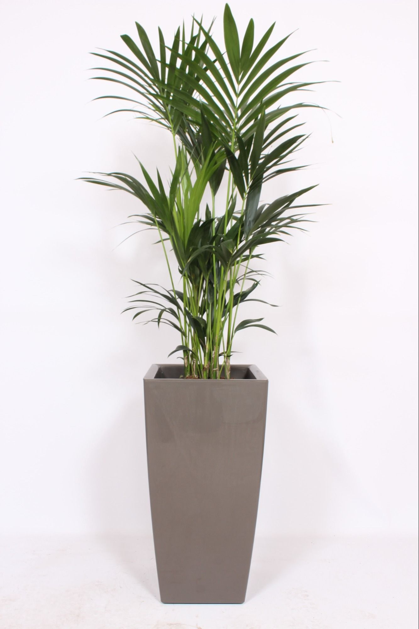 Howea Forsteriana in Piza pot "taupe", D 40 cm