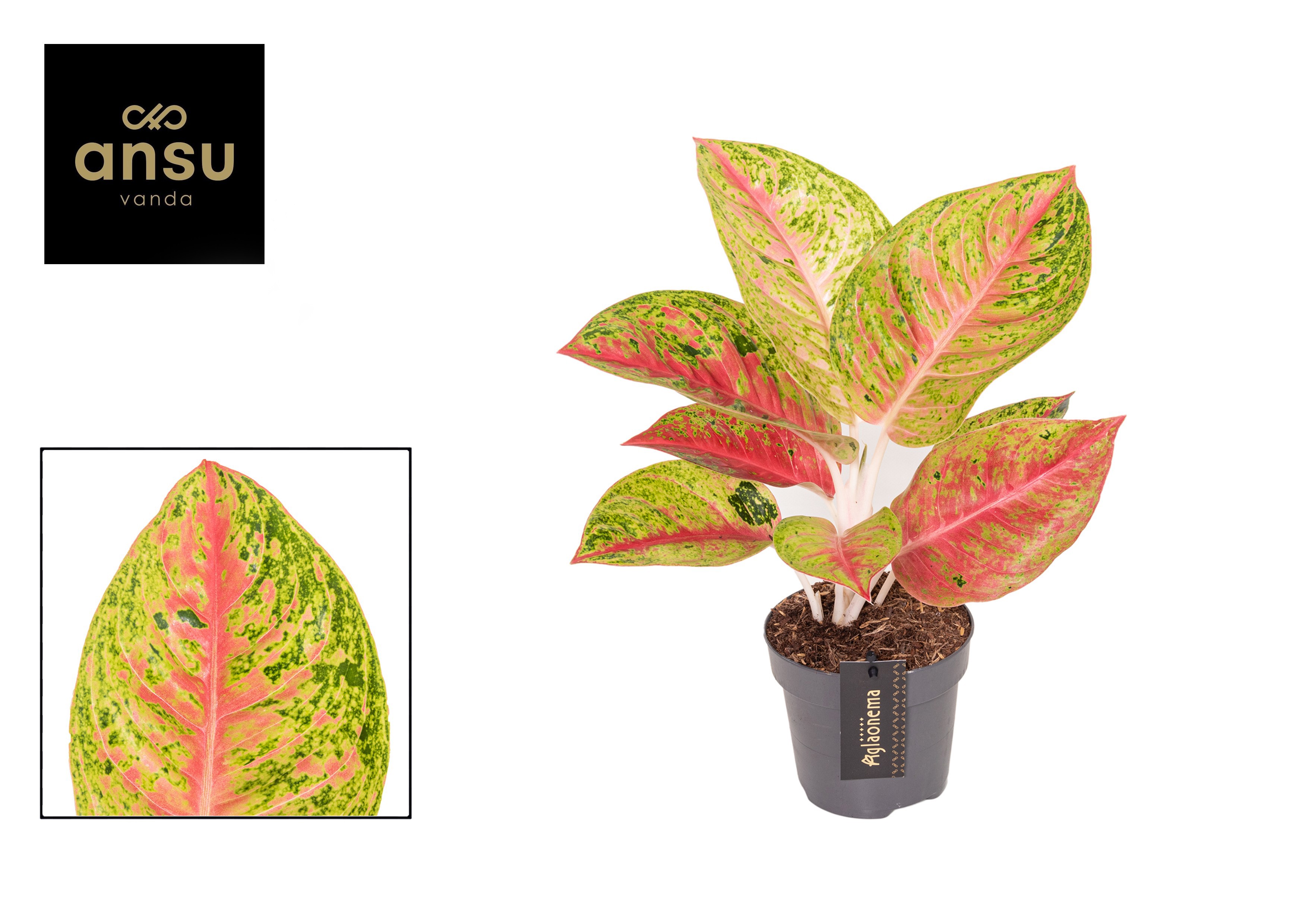 Aglaonema Grand Poppy, D 12