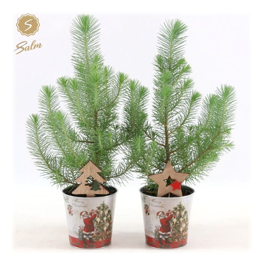 Pinus pinea 'Silver Crest' P10,5 in Zinc Santa + Deco - Tree/Star, D 12 cm