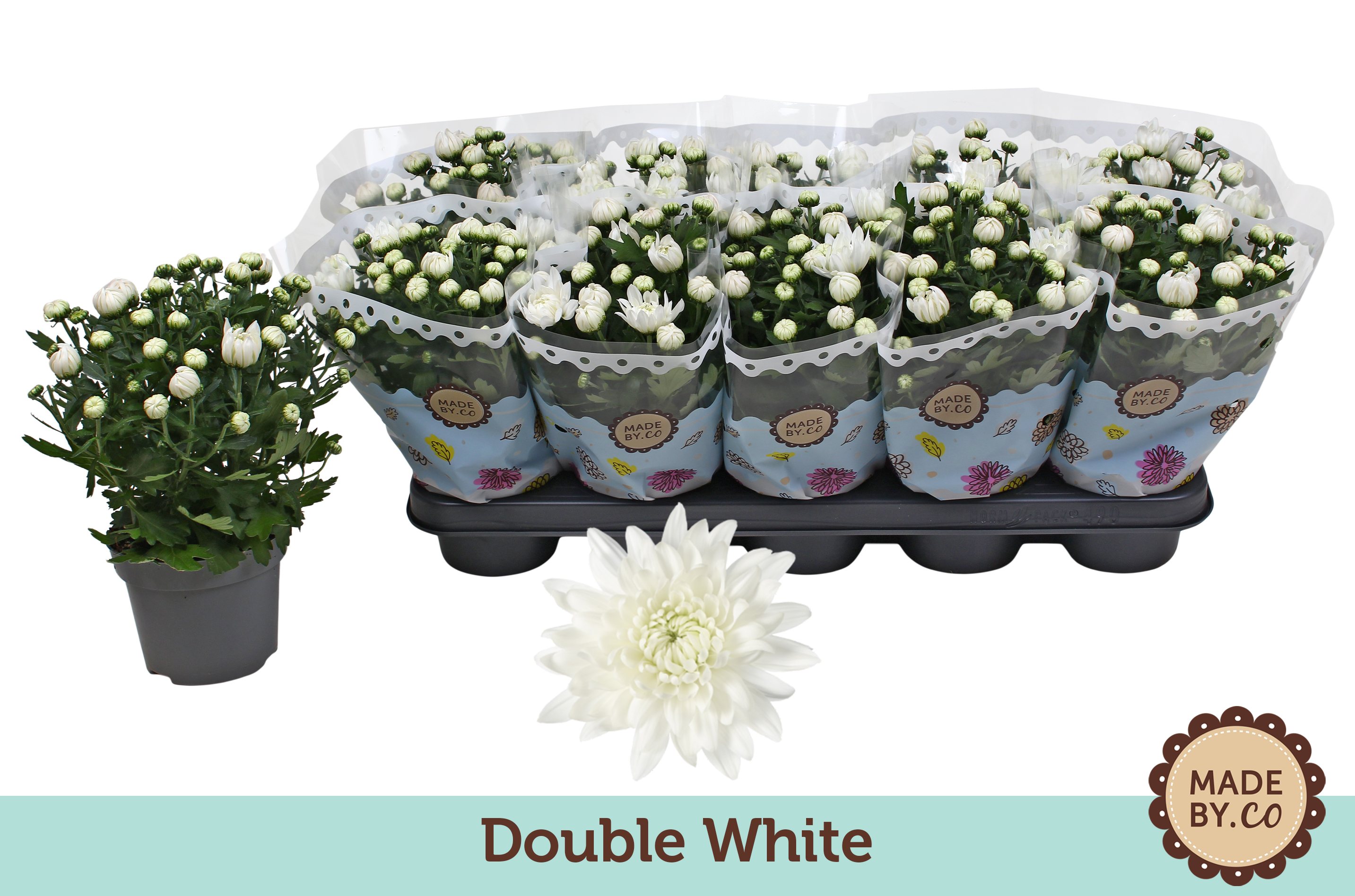 Chrysant Double White, D 12