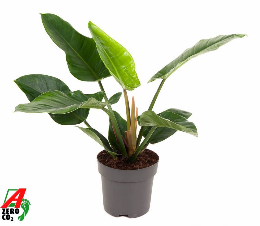 Philodendron Imperial Green P24 (NO GAP), D 24