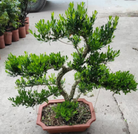 Буксус синика 240 ректангулар базин олд пиле шапед боксвуд 方盆 45