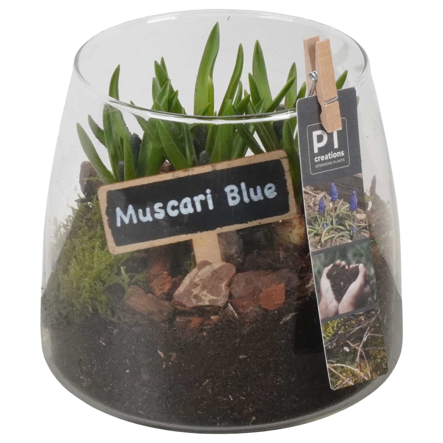 PTMB6320 Arrangement Muscari Blue in glas vaas, D 14