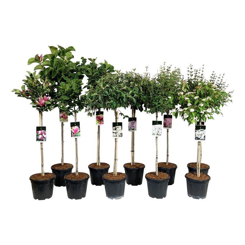 Mixlaag heesters, D 32