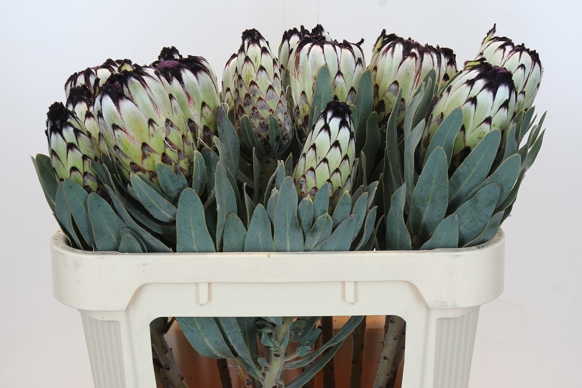 Протея Мэджикал Ниоба 70, шт.