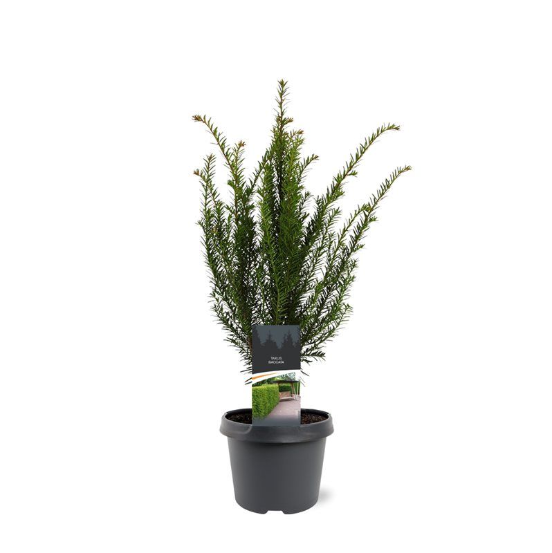 Taxus baccata, D 19