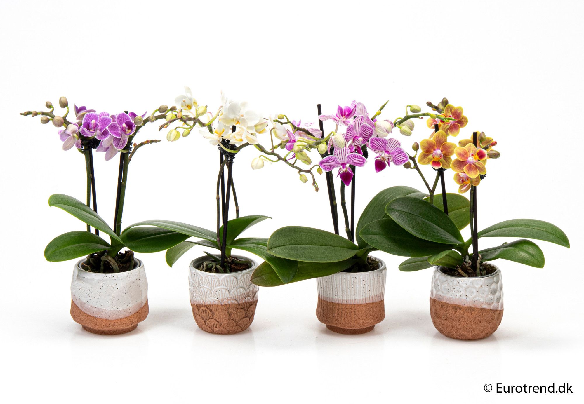 Phalaenopsis 2 spikes in ceramic - New Look 2025, D 6