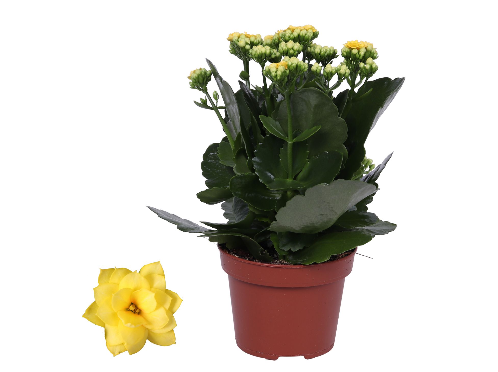 Kalanchoe Rosalina 12cm Don Amarillo geel, Zonder hoes, D 12 cm Kalanchoe Rosalina 12cm Don Amarillo geel, Zonder hoes, D 12 cm
