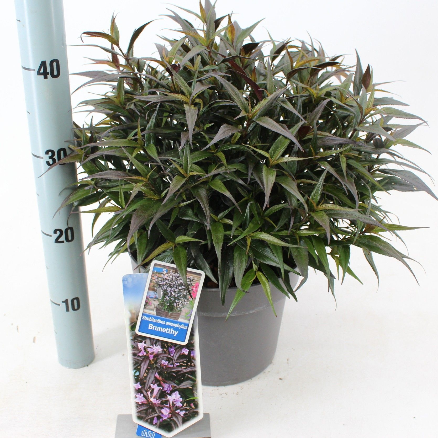 Strobilanthes anisophyllus Brunetthy ('Lankveld15'PBR), D 23 cm