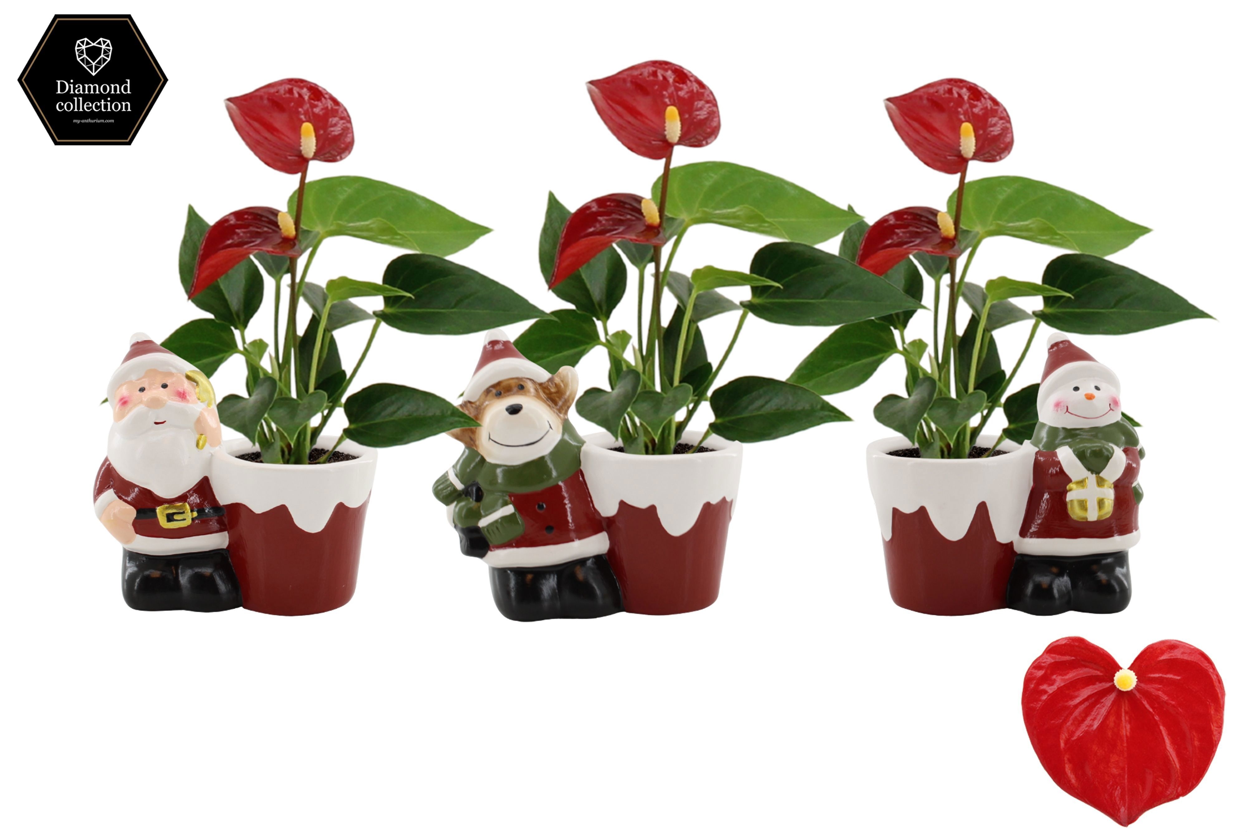 Anthurium 6 cm Micra in Bing mix ceramics, D 6