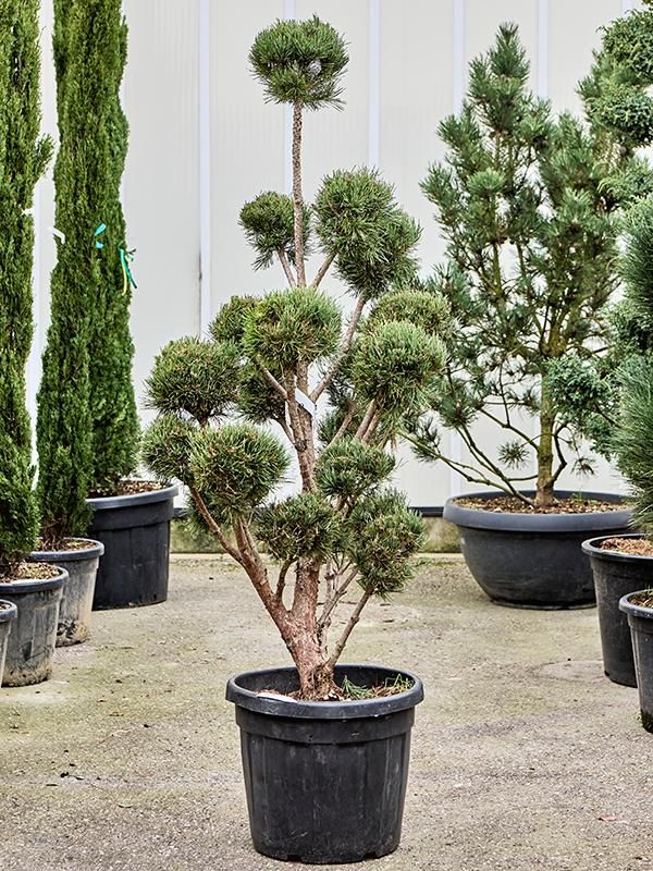 Pinus sylvestris 'Watereri Nana' (180-220), D 55