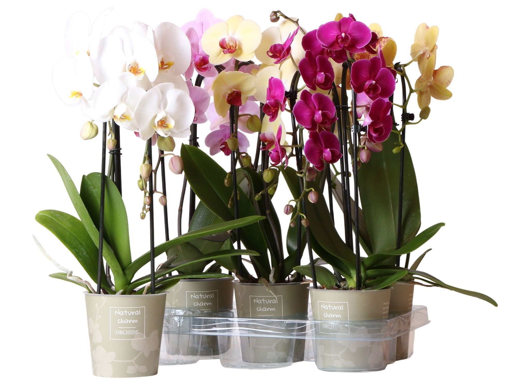 Phalaenopsis Natural Charm Niagara fall mix 2 spike, D 12