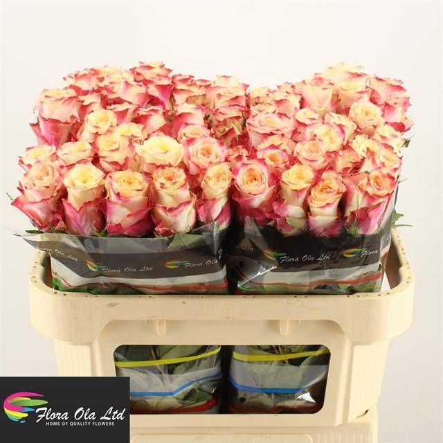 Роза од. Чапю 70, шт.