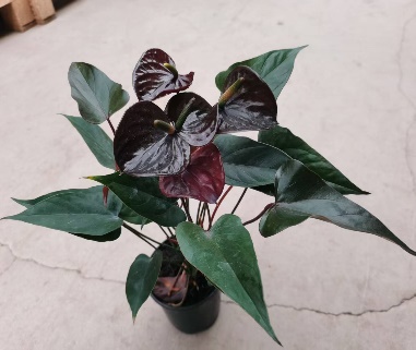 Антуриум блэк лав 11 30 (предзаказ)