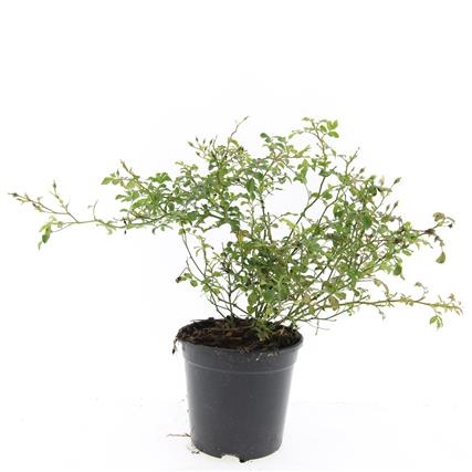 Rosa (M) 'White Fairy', D 14