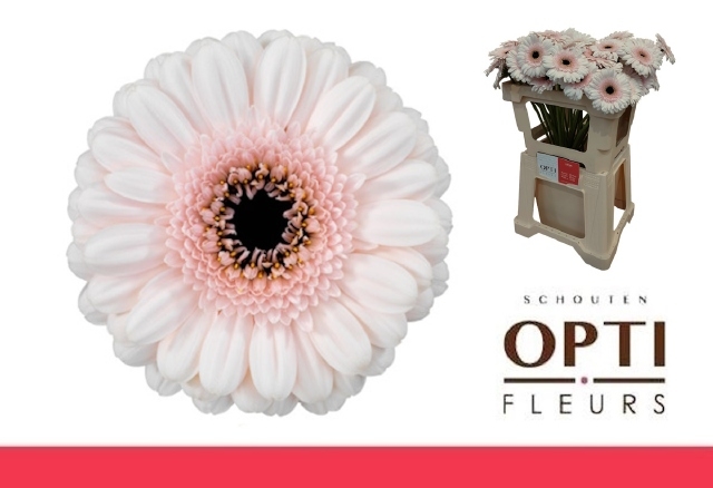 Гермини Кокомо, шт. Гермини Кокомо, шт.