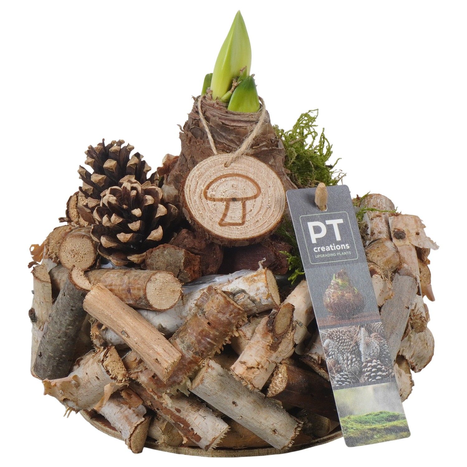 PTAA7543 Arrangement Amaryllis in houten bak, D 20 cm