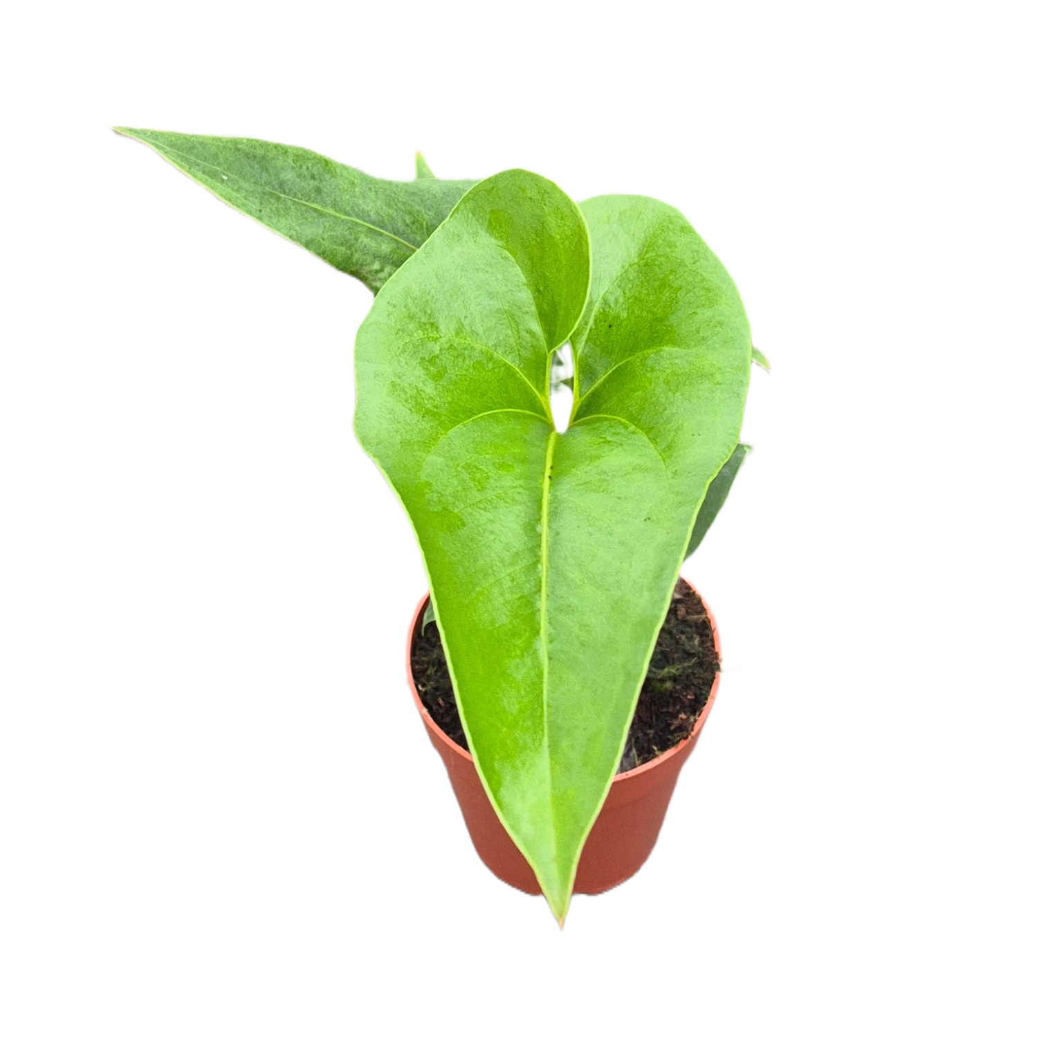 Anthurium Brownii, D 7