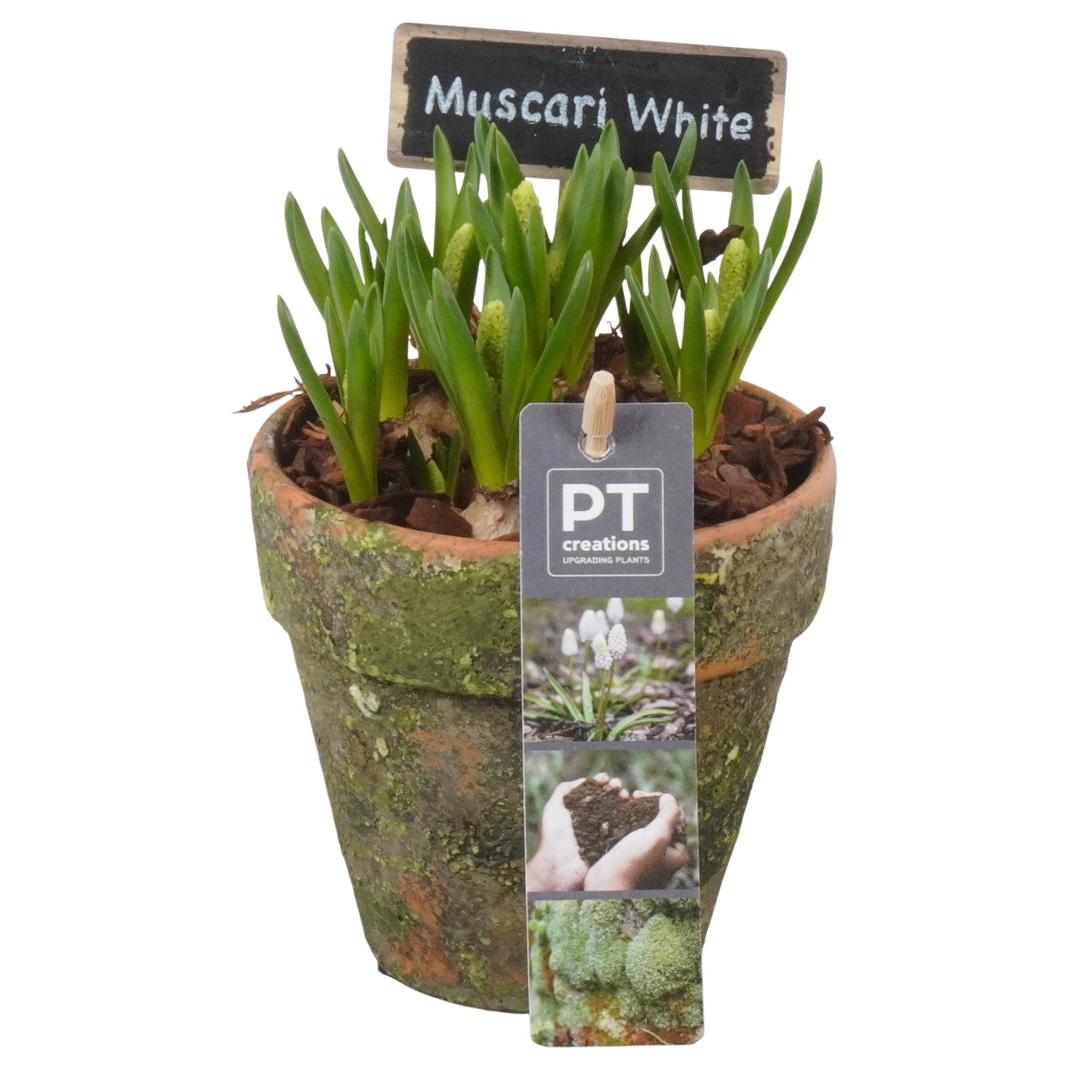 PTWMB8141 Arrangement Muscari White in terracotta pot, D 10