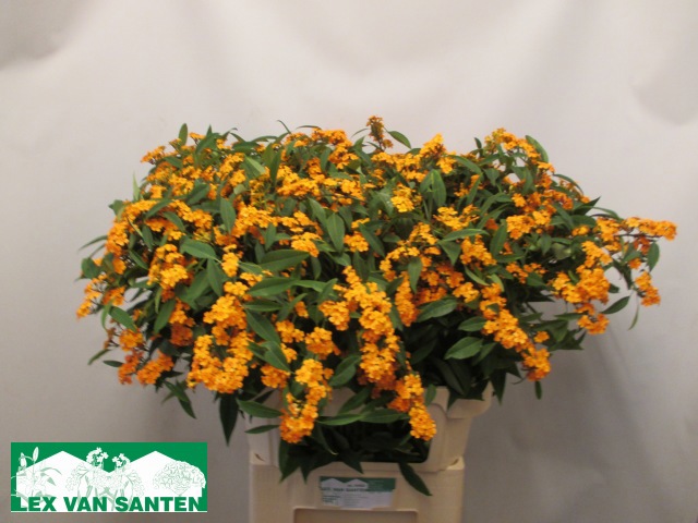 Эуфорбия куст. Санстрим 80, шт.