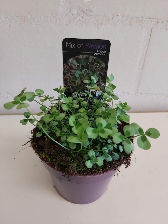 Trifolium repens Leonore, D 12