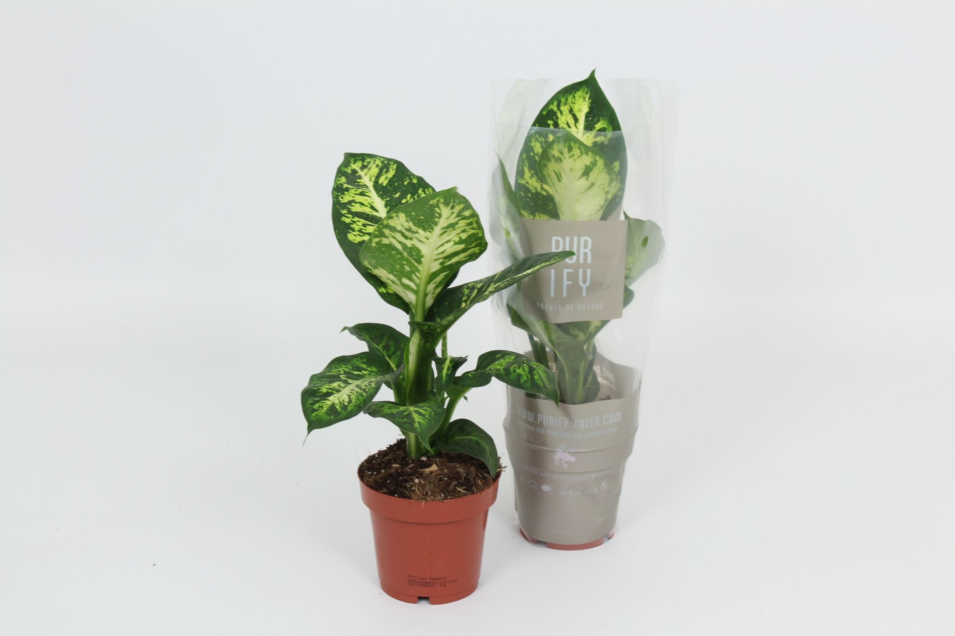 Purify Dieffenbachia Sublime 12 cm, D 12 cm