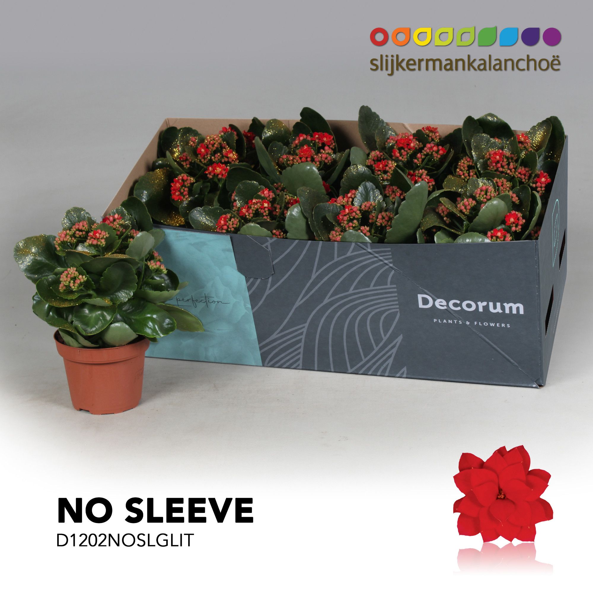 Kalanchoe No Sleeve - Red with glitter - kerst, D 12 cm