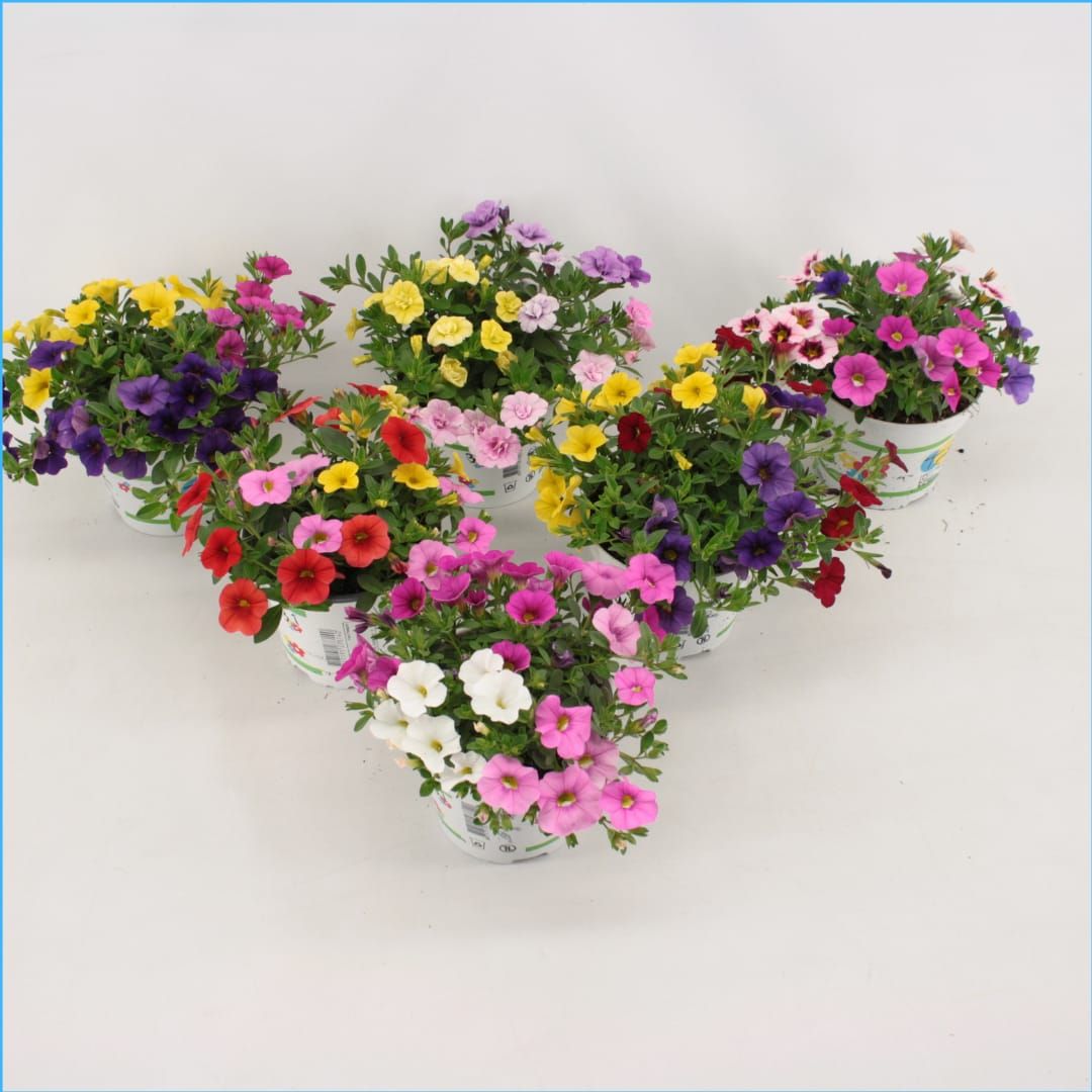 Calibrachoa Trixi Mixlaag, D 12