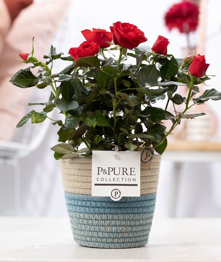 Rosa red in P&PURE Fashionpot Valerie, D 12