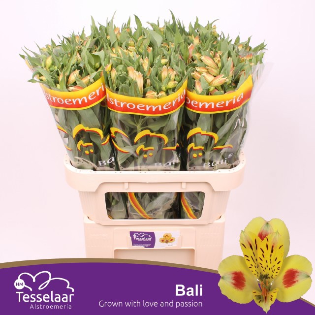 Альстромерия Бали (желт.), шт.
